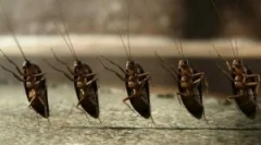 Kde sa sťažovať na šváby v bytovom dome?